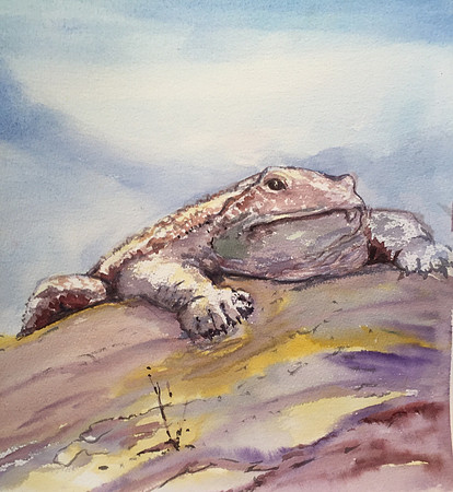 HORNY TOAD